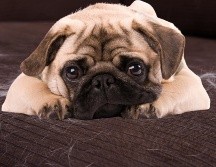 Los perros que viven en interiores con luz artificial y calefacción pueden experimentar una muda constante durante todo el año. ESPECIAL / CANVA