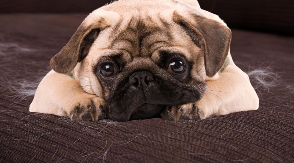 Los perros que viven en interiores con luz artificial y calefacción pueden experimentar una muda constante durante todo el año. ESPECIAL / CANVA