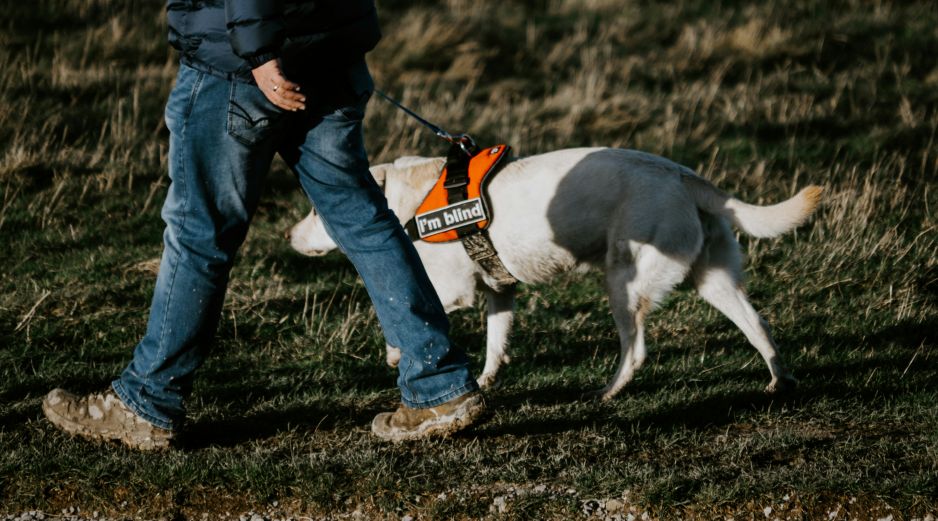 El título de perro guía para invidentes no se hereda, se gana con trabajo duro y aptitudes reales. UNSPLASH / M. SEYMOUR