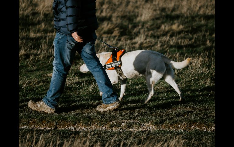 El título de perro guía para invidentes no se hereda, se gana con trabajo duro y aptitudes reales. UNSPLASH / M. SEYMOUR