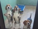 Las imágenes de los perritos Beagle disfrutando de juguetes y la frescura del césped verde le dieron la vuelta al mundo. ESPECIAL/CAPTURA DE VIDEO