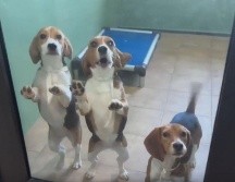 Las imágenes de los perritos Beagle disfrutando de juguetes y la frescura del césped verde le dieron la vuelta al mundo. ESPECIAL/CAPTURA DE VIDEO