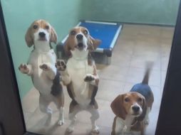 Las imágenes de los perritos Beagle disfrutando de juguetes y la frescura del césped verde le dieron la vuelta al mundo. ESPECIAL/CAPTURA DE VIDEO