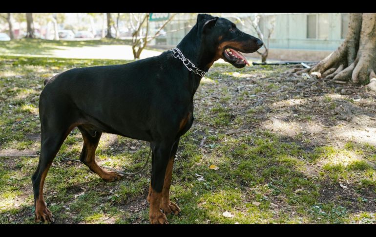 El perro fue ingresado a una clínica veterinaria para su tratamiento. ESPECIAL/PEXELS