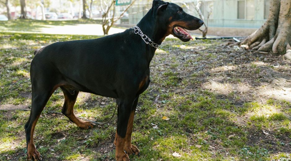 El perro fue ingresado a una clínica veterinaria para su tratamiento. ESPECIAL/PEXELS