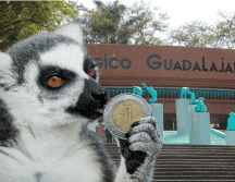 Si planeas aprovechar esta increíble promoción, te recordamos que el Zoológico Guadalajara se encuentra muy cerca de la Barranca de Huentitán. ESPECIAL/ EL INFORMADOR/ ARCHIVO/ Unsplash