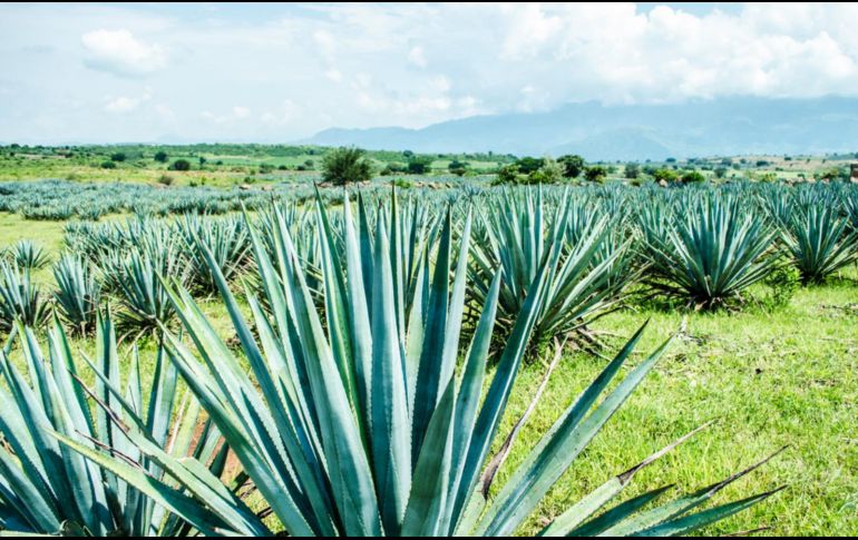 Hay múltiples opciones en Tequila para disfrutar del destilado que tanta fama le ha dado al Pueblo Mágico. CORTESÍA