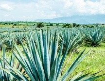Hay múltiples opciones en Tequila para disfrutar del destilado que tanta fama le ha dado al Pueblo Mágico. CORTESÍA