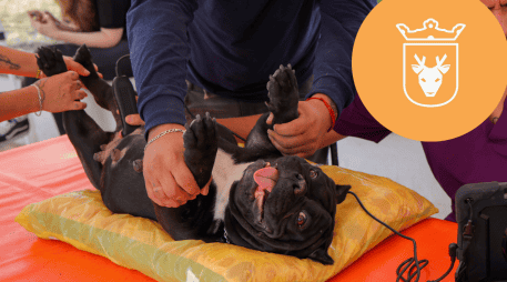 Vacunar a una mascota no solo mejora su calidad de vida, sino que también te permite disfrutar de su compañía por mucho más tiempo. ESPECIAL/ Protección Animal Zapopan