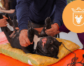 Vacunar a una mascota no solo mejora su calidad de vida, sino que también te permite disfrutar de su compañía por mucho más tiempo. ESPECIAL/ Protección Animal Zapopan