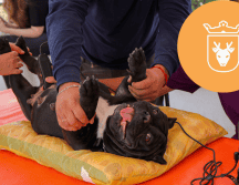 Vacunar a una mascota no solo mejora su calidad de vida, sino que también te permite disfrutar de su compañía por mucho más tiempo. ESPECIAL/ Protección Animal Zapopan