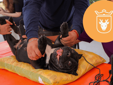 Vacunar a una mascota no solo mejora su calidad de vida, sino que también te permite disfrutar de su compañía por mucho más tiempo. ESPECIAL/ Protección Animal Zapopan