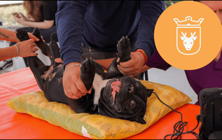 Vacunar a una mascota no solo mejora su calidad de vida, sino que también te permite disfrutar de su compañía por mucho más tiempo. ESPECIAL/ Protección Animal Zapopan