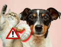 Para prevenir el gusano barrenador en perros o gatos se recomienda mantener un chequeo veterinario periódico. UNSPLASH / N. WINDSOR / UNSPLASH / A. NEE / UNSPLASH / V. G
