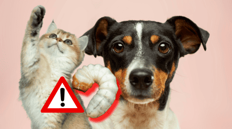 Para prevenir el gusano barrenador en perros o gatos se recomienda mantener un chequeo veterinario periódico. UNSPLASH / N. WINDSOR / UNSPLASH / A. NEE / UNSPLASH / V. G
