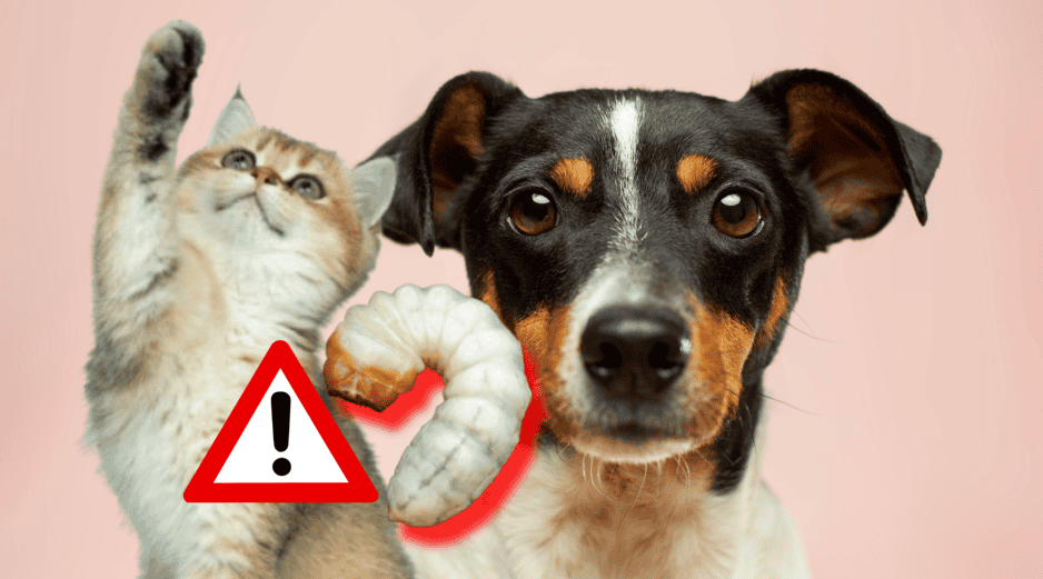 Para prevenir el gusano barrenador en perros o gatos se recomienda mantener un chequeo veterinario periódico. UNSPLASH / N. WINDSOR / UNSPLASH / A. NEE / UNSPLASH / V. G