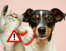 Para prevenir el gusano barrenador en perros o gatos se recomienda mantener un chequeo veterinario periódico. UNSPLASH / N. WINDSOR / UNSPLASH / A. NEE / UNSPLASH / V. G