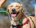 Los perritos también necesitan de una ayudadita para no deshidratarse en esta temporada de calor en Méxi. ESPECIAL/PEXELS