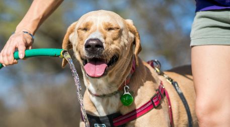 Los perritos también necesitan de una ayudadita para no deshidratarse en esta temporada de calor en Méxi. ESPECIAL/PEXELS