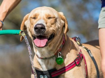 Los perritos también necesitan de una ayudadita para no deshidratarse en esta temporada de calor en Méxi. ESPECIAL/PEXELS