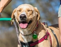 Los perritos también necesitan de una ayudadita para no deshidratarse en esta temporada de calor en Méxi. ESPECIAL/PEXELS