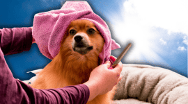 ¿Cuáles son los riesgos de rapar el pelo de un perro en temporada de calor?