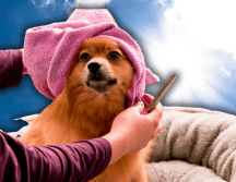 El pelo no es simplemente un rasgo estético; funciona como un sistema de aislamiento térmico altamente eficiente para los perros. ESPECIAL/Unsplash/Canva