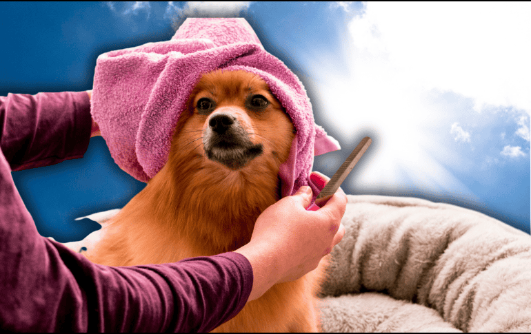 El pelo no es simplemente un rasgo estético; funciona como un sistema de aislamiento térmico altamente eficiente para los perros. ESPECIAL/Unsplash/Canva