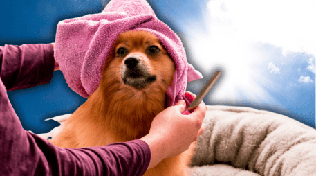 El pelo no es simplemente un rasgo estético; funciona como un sistema de aislamiento térmico altamente eficiente para los perros. ESPECIAL/Unsplash/Canva