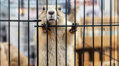 Los experimentos con animales en la clase de química ya quedaron en el pasado gracias a una importante ley mexiquense. ESPECIAL/PEXELS