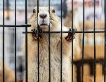 Los experimentos con animales en la clase de química ya quedaron en el pasado gracias a una importante ley mexiquense. ESPECIAL/PEXELS