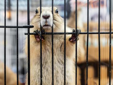 Los experimentos con animales en la clase de química ya quedaron en el pasado gracias a una importante ley mexiquense. ESPECIAL/PEXELS