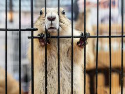 Los experimentos con animales en la clase de química ya quedaron en el pasado gracias a una importante ley mexiquense. ESPECIAL/PEXELS