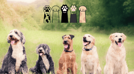 Humanos y perros han construido un vínculo único a lo largo de miles de años. CANVA