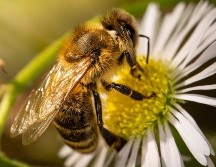 Aunque no lo creas, la llegada de una abeja a tu casa podría significar un augurio maravilloso para tu futuro. ESPECIAL/PIXABAY