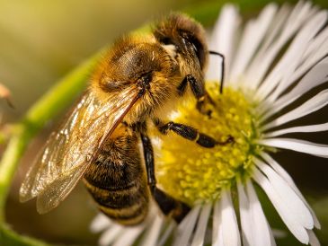 Aunque no lo creas, la llegada de una abeja a tu casa podría significar un augurio maravilloso para tu futuro. ESPECIAL/PIXABAY