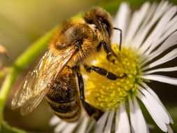 Aunque no lo creas, la llegada de una abeja a tu casa podría significar un augurio maravilloso para tu futuro. ESPECIAL/PIXABAY