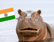 A pesar del optimismo por el traslado a la India, el Gobierno reiteró que este proceso se llevará a cabo de forma simultánea con el plan de eutanasia para otros ejemplares. CANVA