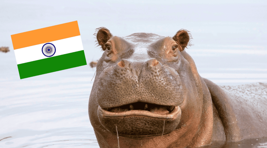 A pesar del optimismo por el traslado a la India, el Gobierno reiteró que este proceso se llevará a cabo de forma simultánea con el plan de eutanasia para otros ejemplares. CANVA