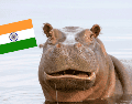 A pesar del optimismo por el traslado a la India, el Gobierno reiteró que este proceso se llevará a cabo de forma simultánea con el plan de eutanasia para otros ejemplares. CANVA