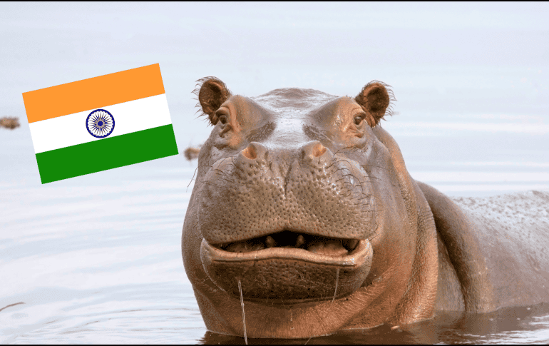 A pesar del optimismo por el traslado a la India, el Gobierno reiteró que este proceso se llevará a cabo de forma simultánea con el plan de eutanasia para otros ejemplares. CANVA