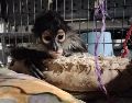 El ejemplar fue resguardado en buen estado de salud para posteriormente enviarlo a la Unidad de Rescate de Fauna Silvestre de Tlajomulco (URFST), en el mismo municipio. ESPECIAL