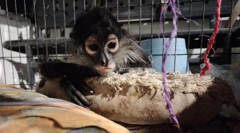 El ejemplar fue resguardado en buen estado de salud para posteriormente enviarlo a la Unidad de Rescate de Fauna Silvestre de Tlajomulco (URFST), en el mismo municipio. ESPECIAL