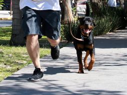 El porte de soldado de estos perros es simplemente el reflejo del tiempo, amor y dedicación que sus dueños invierten en ellos. EL INFORMADOR / ARCHIVO