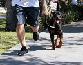 El porte de soldado de estos perros es simplemente el reflejo del tiempo, amor y dedicación que sus dueños invierten en ellos. EL INFORMADOR / ARCHIVO