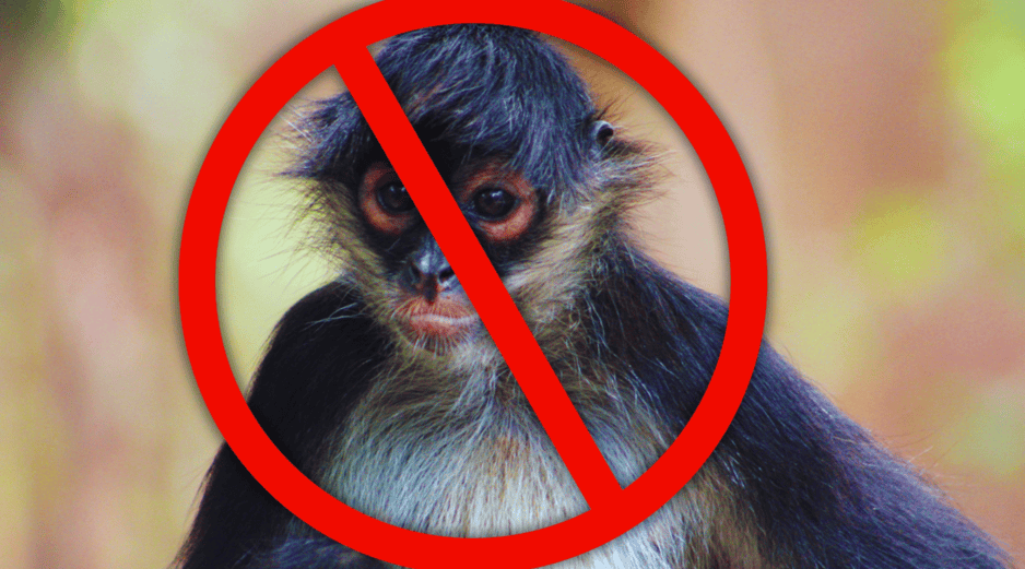 Al comprar un animal exótico, el consumidor final financia directamente a redes criminales organizadas que devastan los ecosistemas locales y promueven la crueldad animal. ESPECIAL / CANVA