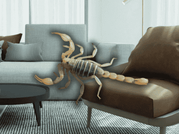 Conoce las acciones que puedes tomar para evitar la aparición de estos insectos en tu hogar. ESPECIAL/Canva