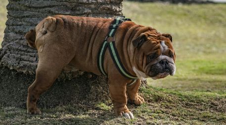 No todo está perdido al momento de enseñar a tu perrito a ir al baño, sólo hay que seguir rutinas y entender su comportamiento. ESPECIAL/PEXELS
