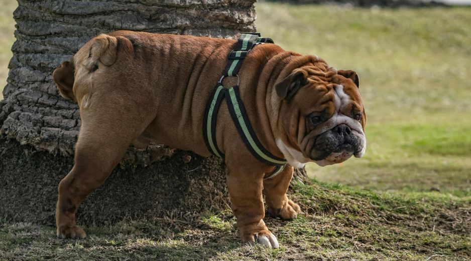 No todo está perdido al momento de enseñar a tu perrito a ir al baño, sólo hay que seguir rutinas y entender su comportamiento. ESPECIAL/PEXELS