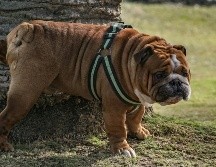 No todo está perdido al momento de enseñar a tu perrito a ir al baño, sólo hay que seguir rutinas y entender su comportamiento. ESPECIAL/PEXELS